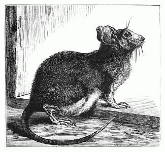 rat