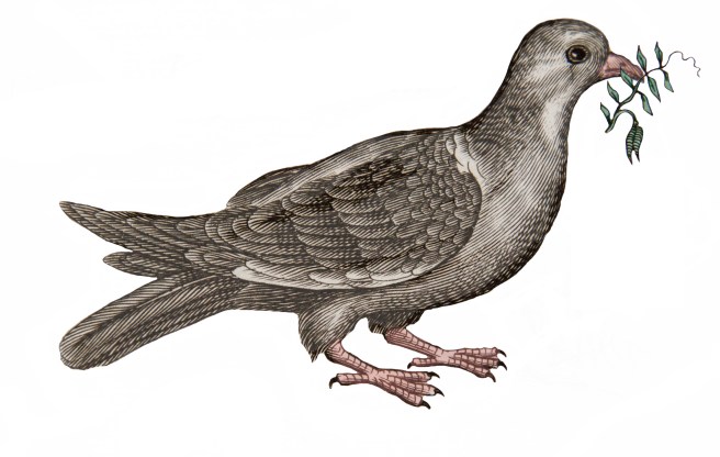 SBT SR_OS 97  JON Historiae naturalis (Dove)