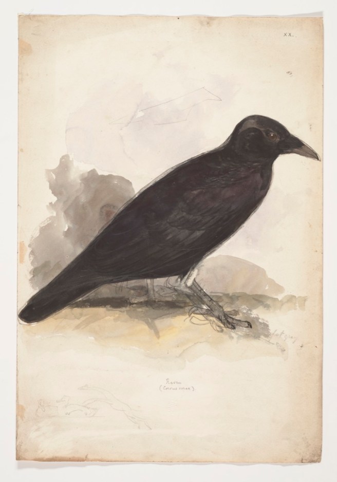 Corvus Coraz 1835